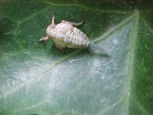 Nymphenstadium eine Wanze