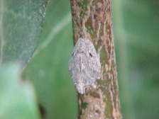 Nymphenstadium eine Wanze