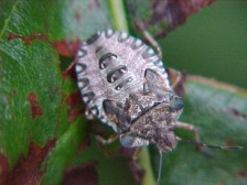 Baumbewohnende Wanze