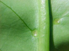 Einstiche von Wanzen an der Blattunterseite von Prunus laurocerasus 'Rotundifolia'