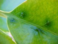 Schadbild der Einstiche an der Blattoberseite von Prunus laurocerasus 'Rotundifolia'