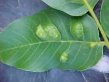 Aufbl&auml;hung der Einstichstellen (Blattoberseite)