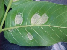 Aufbl&auml;hung der Einstichstellen (Blattunterseite)