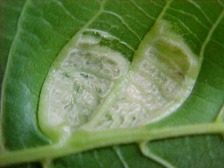 Aufbl&auml;hung der Einstichstellen (Vergr&ouml;sserung Blattunterseite)