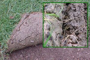 Wurzelprobe nach 10 Tagen